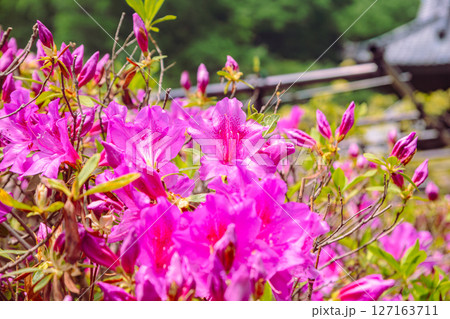 骨波田の赤いつつじの花1ー5 127163711