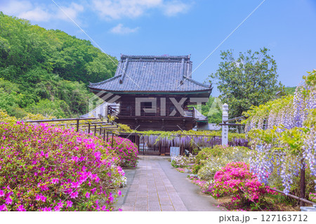 骨波田の赤いつつじの花1ー6 骨波田の赤いつつじの花1ー6 127163712