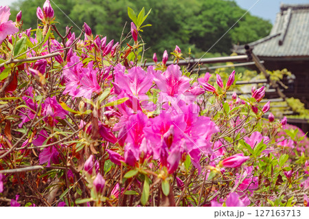 骨波田の赤いつつじの花1ー7 骨波田の赤いつつじの花1ー7 127163713