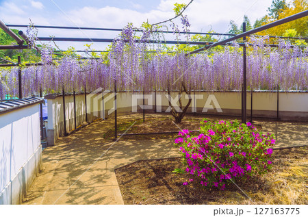 骨波田　藤棚の花1ー104 127163775