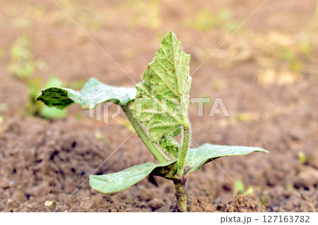 A bed with green pumpkin shoots. A bed with green pumpkin shoots. 127163782