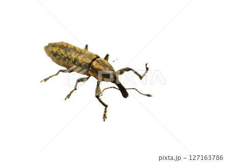 Weevil called the banded frackin 127163786
