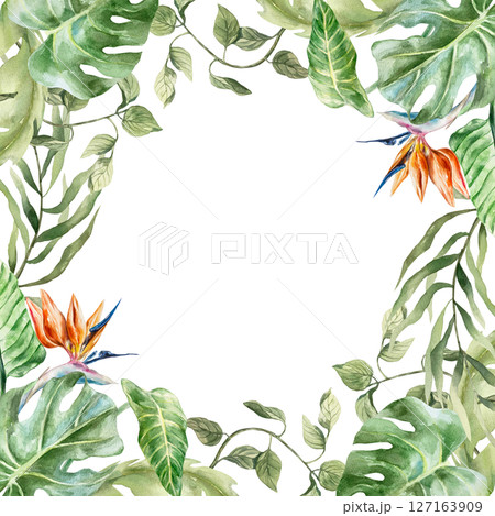 Tropical frame with green leaves of monstera, palm, liana, strelitzia flowers. Hand drawn watercolor illustration isolated on white. For greeting cards, wedding invitations, summer banners, labels. Tropical frame with green leaves of monstera, palm, liana, strelitzia flowers. Hand drawn watercolor illustration isolated on white. For greeting cards, wedding invitations, summer banners, labels. 127163909