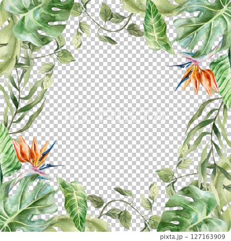 Tropical frame with green leaves of monstera, palm, liana, strelitzia flowers. Hand drawn watercolor illustration isolated on white. For greeting cards, wedding invitations, summer banners, labels. Tropical frame with green leaves of monstera, palm, liana, strelitzia flowers. Hand drawn watercolor illustration isolated on white. For greeting cards, wedding invitations, summer banners, labels. 127163909