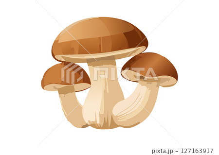 松茸のイラスト 松茸のイラスト 127163917