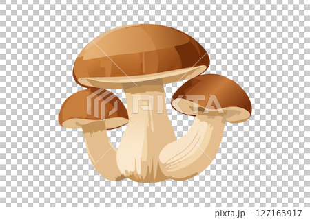 松茸のイラスト 松茸のイラスト 127163917