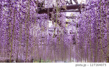 骨波田の藤棚2ー6 骨波田の藤棚2ー6 127164073