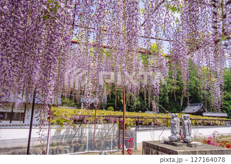 骨波田の藤棚2ー11 127164078