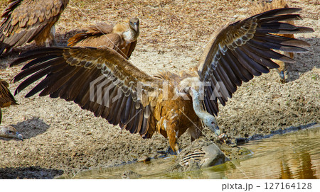 Griffon Vulture, Monfrague National Park, Spain Griffon Vulture, Monfrague National Park, Spain 127164128