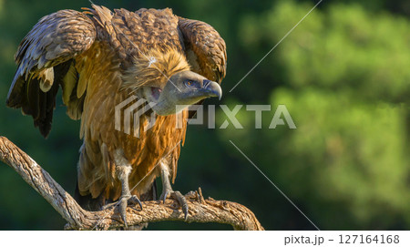 Eurasian Griffon Vulture 127164168