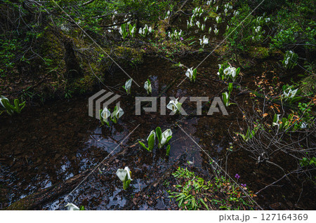 【乗鞍高原】水辺に咲くミズバショウ【牛留池遊歩道】 127164369