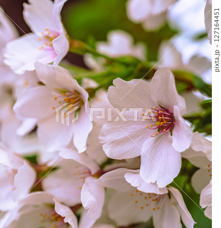 ソメイヨシノ桜の花7ー1 127164451