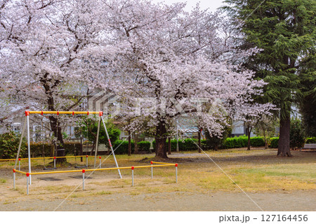 ソメイヨシノ桜の花7ー5 ソメイヨシノ桜の花7ー5 127164456