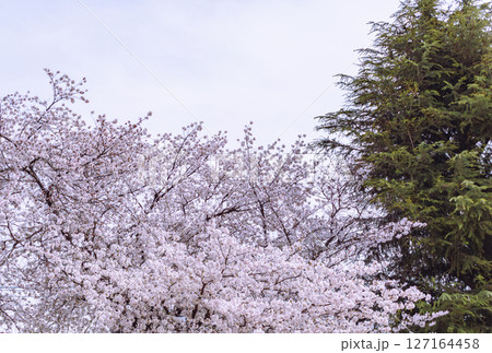 ソメイヨシノ桜の花7ー7 ソメイヨシノ桜の花7ー7 127164458