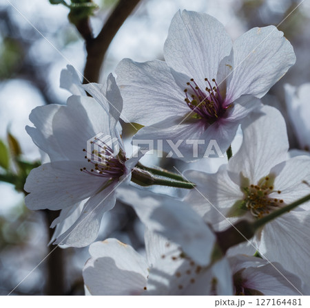 ソメイヨシノ桜の花7ー42 ソメイヨシノ桜の花7ー42 127164481
