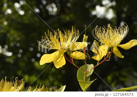 ビョウヤナギの花 ビョウヤナギの花 127164573
