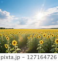 ひまわり畑 127164726