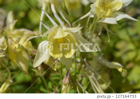 Columbine Spring Yellow Columbine Spring Yellow 127164733