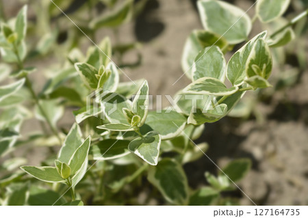 Variegated Greater periwinkle 127164735