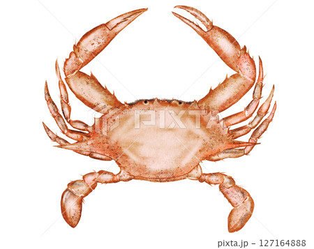 Crab watercolor. Hand drawn sea animal on isolated white background. Clip art sea food. Ideal for restaurant menus, packaging, cards and logo of organic ocean product Crab watercolor. Hand drawn sea animal on isolated white background. Clip art sea food. Ideal for restaurant menus, packaging, cards and logo of organic ocean product 127164888