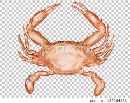 Crab watercolor. Hand drawn sea animal on isolated white background. Clip art sea food. Ideal for restaurant menus, packaging, cards and logo of organic ocean product Crab watercolor. Hand drawn sea animal on isolated white background. Clip art sea food. Ideal for restaurant menus, packaging, cards and logo of organic ocean product 127164888
