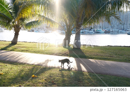 朝日に照らされるホノルルの猫 朝日に照らされるホノルルの猫 127165063
