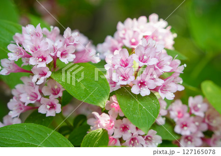 小さなピンク色の花と緑の葉-Tiny pink flowers and green leaves- 127165078