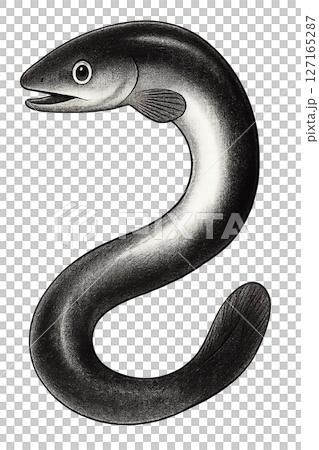 鰻魚圖 127165287