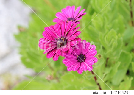 オステオスペルマム 127165292