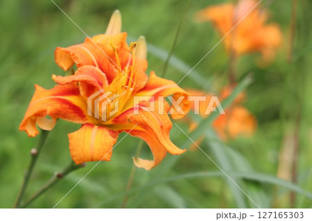 オレンジリリー 127165303