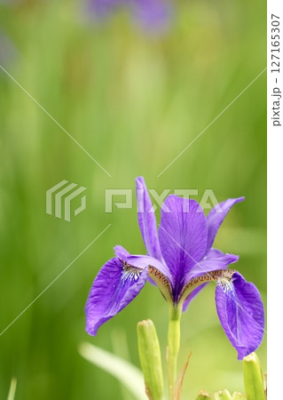 初夏に咲く紫色の花 キレイなあやめ ふんわり緑背景 初夏に咲く紫色の花 キレイなあやめ ふんわり緑背景 127165307
