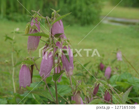 ホタルブクロの花 ホタルブクロの花 127165386