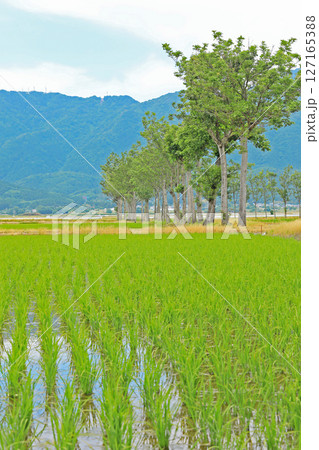 田植え後の風景(新潟) 田植え後の風景(新潟) 127165388