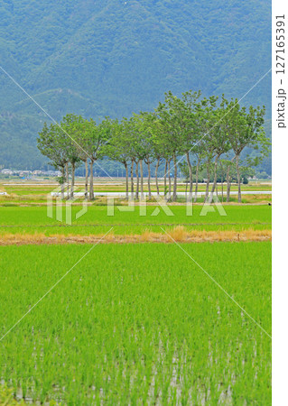 田植え後の風景（新潟） 127165391