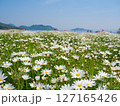 マーガレットの花畑（1）【フラワーパーク浦島】 127165426