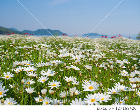 マーガレットの花畑(1)【フラワーパーク浦島】 マーガレットの花畑(1)【フラワーパーク浦島】 127165426