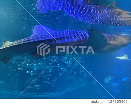 水族館の水槽で泳ぐジンベイザメ 127165562