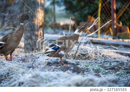 Indian Runner duck in permaculture garden, in winter Indian Runner duck in permaculture garden, in winter 127165583