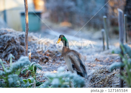 Indian Runner duck in permaculture garden, in winter Indian Runner duck in permaculture garden, in winter 127165584