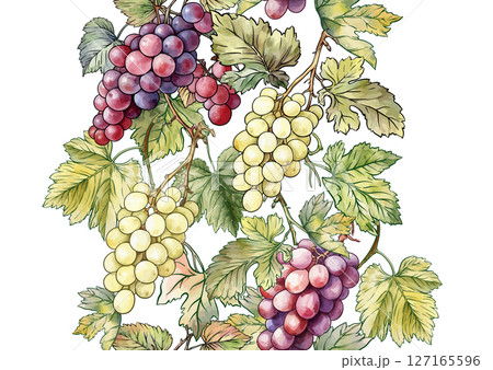 Seamless vector pattern with ripe grape Seamless vector pattern with ripe grape 127165596