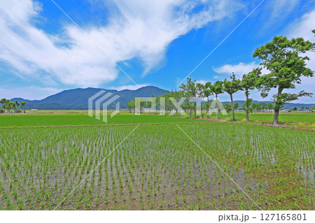 田植え後の風景（新潟） 127165801