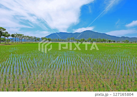 田植え後の風景(新潟) 田植え後の風景(新潟) 127165804