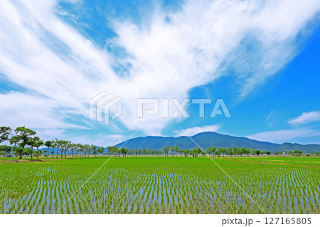 田植え後の風景（新潟） 127165805