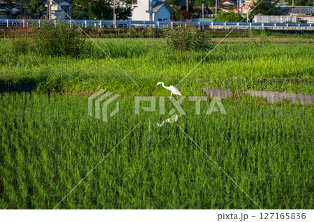 箕輪耕地の田んぼ 白い鳥 サギ 箕輪耕地の田んぼ 白い鳥 サギ 127165836