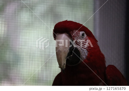 コンゴインコ 127165870