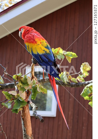 コンゴインコ コンゴインコ 127165871