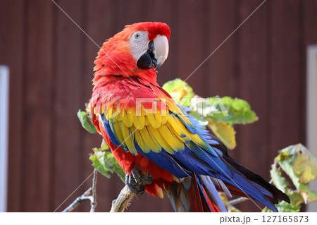 コンゴインコ コンゴインコ 127165873
