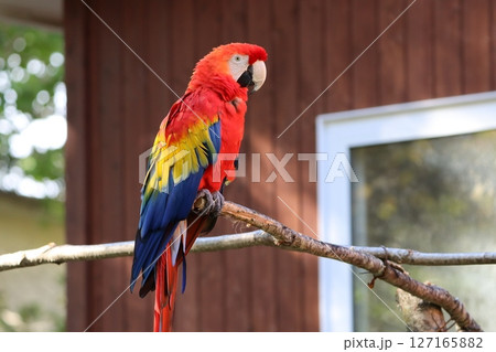 コンゴインコ 127165882