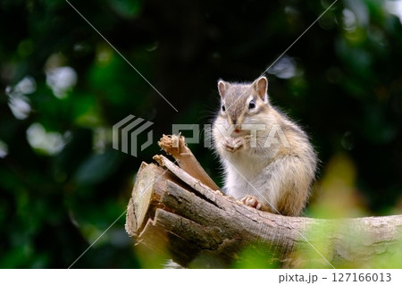 じっとたたずむリス 127166013