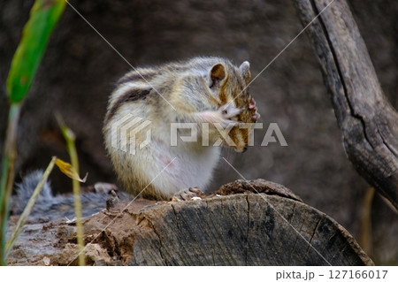 はずかしいと思ったリス はずかしいと思ったリス 127166017